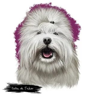 Tulear Dog Stock Illustrations - 33 Tulear Dog Stock Illustr