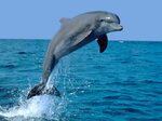 Download Wallpaper ocean dolphin, 1024x768, A dolphin jumps 