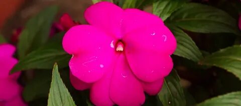New Guinea Impatiens Container Related Keywords & Suggestion