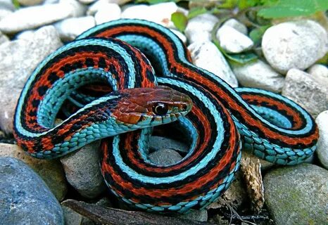 Electric blue San francisco garter snake Snake, Garter snake