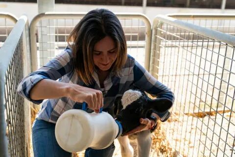 Pics Of The Woman Milking Cow - Сток картинки - iStock