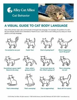 Cat Body Language Guide - Cat Lovers
