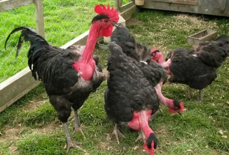 Naked Neck Chicken: Turken/Cobra chicken breed details - Chi