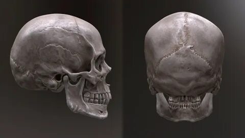 Joe Zheng - Human Skull Male