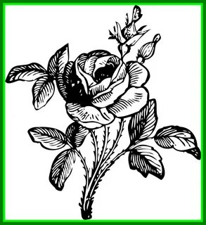 Flower Drawing Flower Drawing Clipart Stunning Of In - Flowe