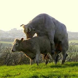 Спаривание коровы с быком осеменителем