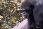 Monkey Smells Butt & Falls Down on Make a GIF