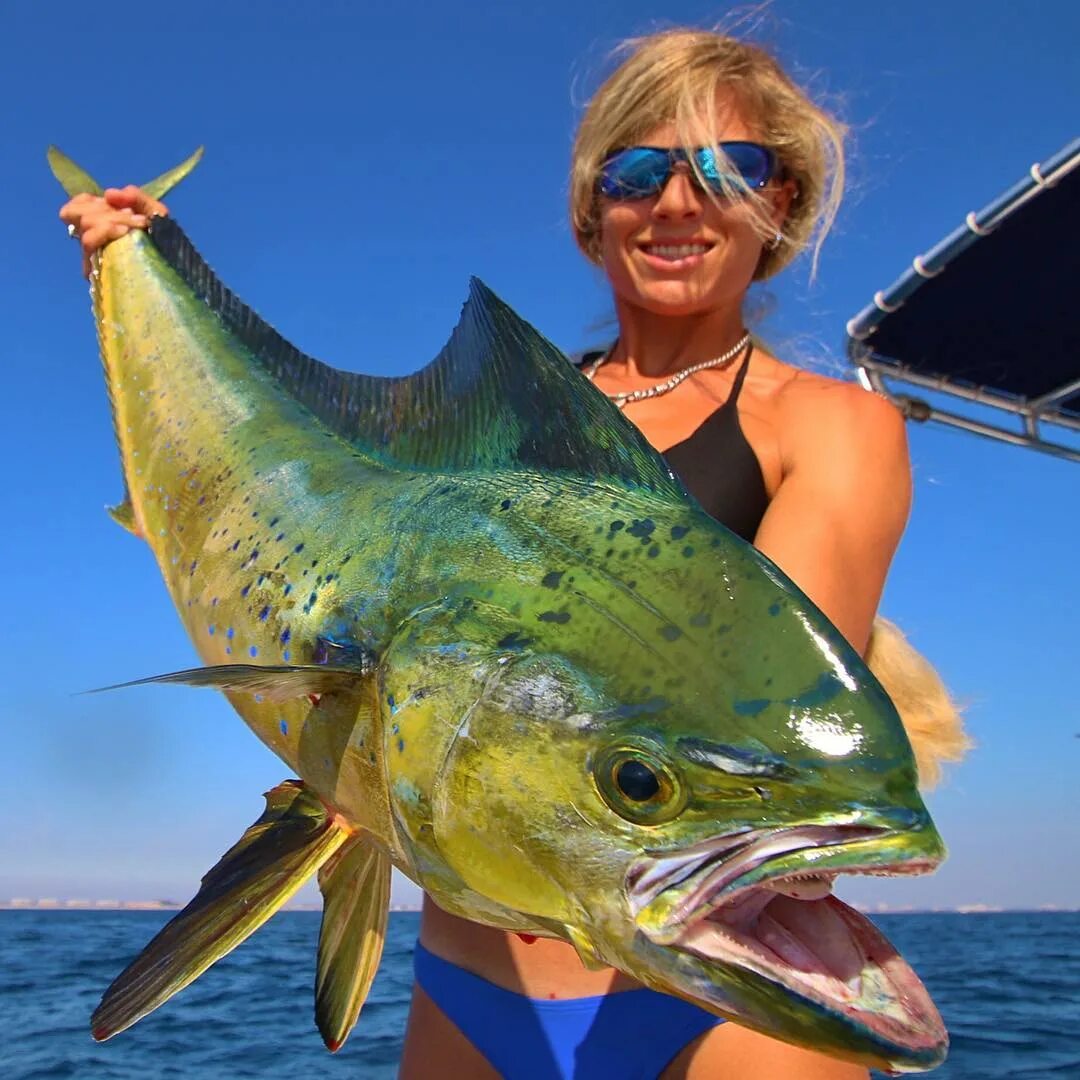 Darcizzle - Fishing Videos в Instagram: "Mahi mahi are so much fun to ...
