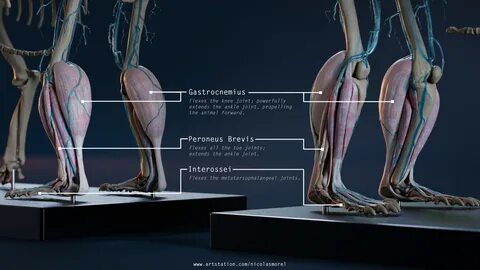 Nicolas MOREL - Anatomy Breakdown - part 2 : Leg and Thigh