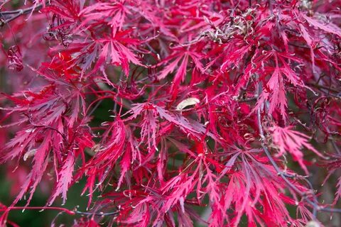 Acer palmatum 'Stella Rossa' There are more than 1000 different c...
