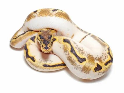 Super Calico Ball Python : Calico Mojave Super Pastel Yellow