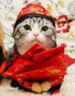Chinese New Year Cat Costume Cat day, Cats, Pet holiday