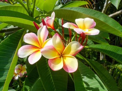 Beautiful tropical flower Plumeria free image download