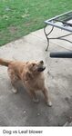 Dog vs Leaf Blower Perfect Loop Gif Meme on Conservative Mem