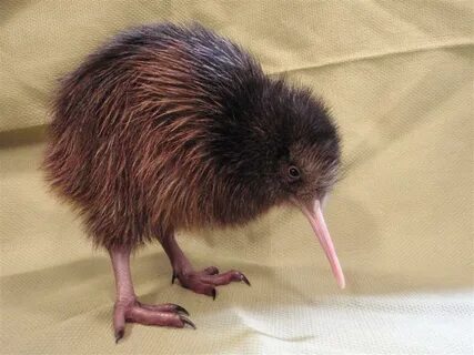 Adopt a Kiwi! Whatever you want Wiki Fandom