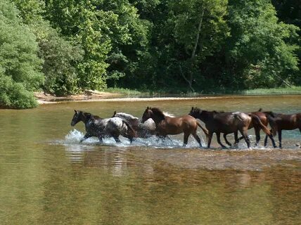 Wild horses at Eminence, Missouri Wild horses, Horses, Misso