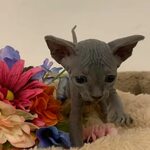 Sphynx Cat For Sale Craigslist Hawaii