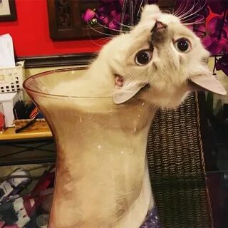 47 Hilarious Photos Of Cats That Prove They Are Liquid Bored