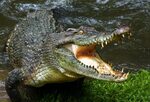 Фото аллигатор крокодил голодный - бесплатные картинки на Fo