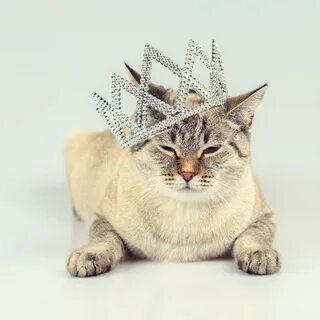 184 Cat Wearing Crown Photos - Free & Royalty-Free Stock Pho