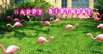 Birthday Flamingos Memes - Imgflip