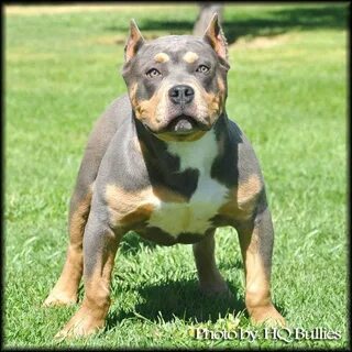 Xxl Pitbull Puppies For Sale California - Inspiration Guide