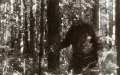 AskNow.com Articles Unexplained Phenomena Researchers Say Bigfoot Exists!