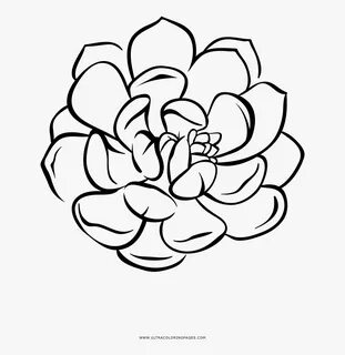 Succulent Coloring Pages - Coloring Home