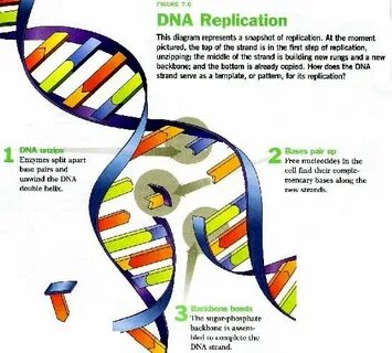Dna Replication Drawing at PaintingValley.com Explore collec