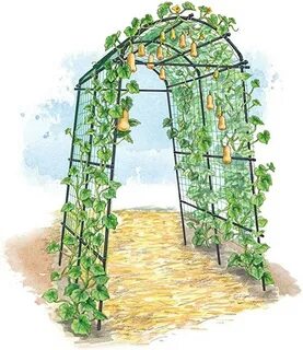 Gardener’s Supply Company Extra Tall Garden Arch Arbor 80in Titan Squash Tu...