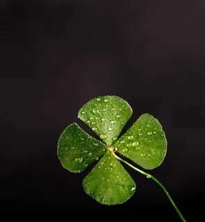 Shallow Focus Photography Of Four Leaf Clover Free Stock Pho