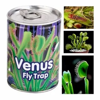Sinek Yiyen Etobur Bitki Yetiştirme Kiti, Venus Fly Trap