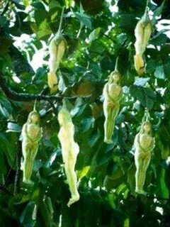 Pin de Josefa Ortiz Roca em Flores raras Plantas, Flores exó