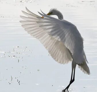 Carl Bovis Nature Photography: Balletic Great White Egret, M