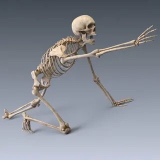 human skeleton rigged 3D Models in Anatomy 3DExport