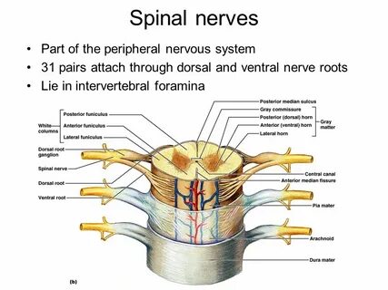 Spinal nerves Part of the peripheral nervous system 31 pairs