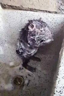 Squeaky clean! Bizarre footage shows rat bathing itself like