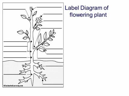 Structure of Flowering Plants - ppt video online download