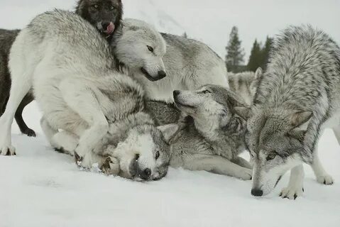 A Pack Of Gray Wolves Animals wild, Wolf love, Beautiful wol