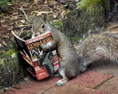 Wild, Wicked & Wacky: The Crazy Squirrel from Hell