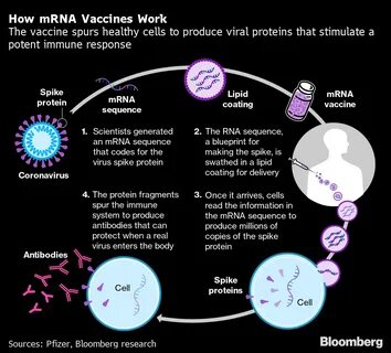 ...BioNTech, the German company that developed one of the most widely used ...