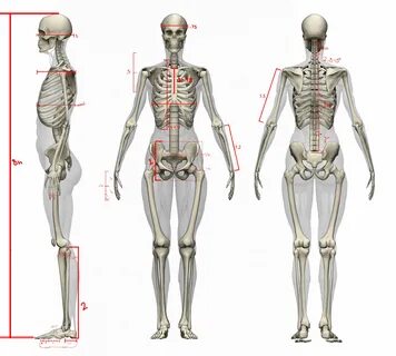 female proportions, Heroic Anatomy drawing, Human anatomy dr