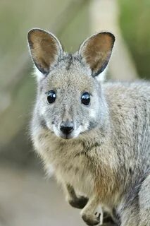 Wallaby wallpapers, Animal, HQ Wallaby pictures 4K Wallpaper