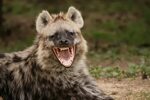 smiling / laughing Hyena. Lachende dieren, Hyena, Dieren