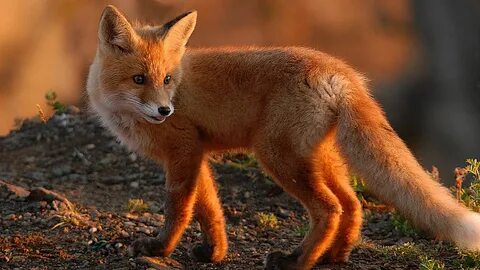 red fox animal Pics Photos - Homepage Fox Red Fox Animal Wal