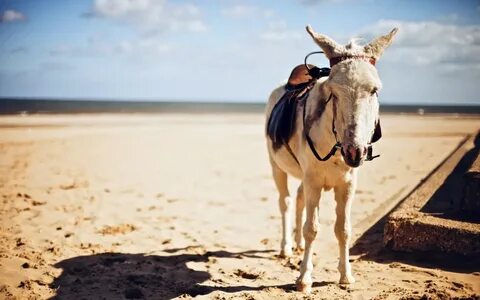 Wallpaper : animals, sea, sand, beach, donkey, horse like ma