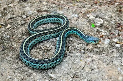 Pretty blue garter snake. Garter snake, Snake, Blue garter