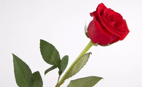 Red Roses Wallpapers for Desktop (63+ background pictures)