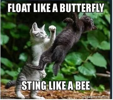 Bee sting Memes