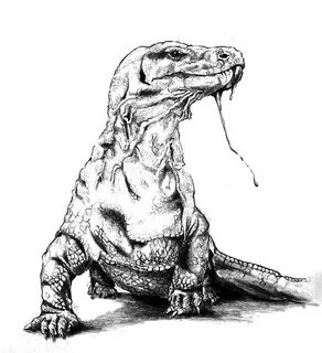 Komodo Dragon Poisonous Saliva Coloring Pages - Download & P